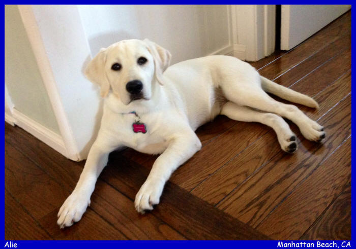 akc english white lab puppies for sale in San Diego 