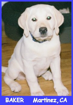 white labrador retriever female, white lab puppy, blonde labrador puppies, yellow lab pups