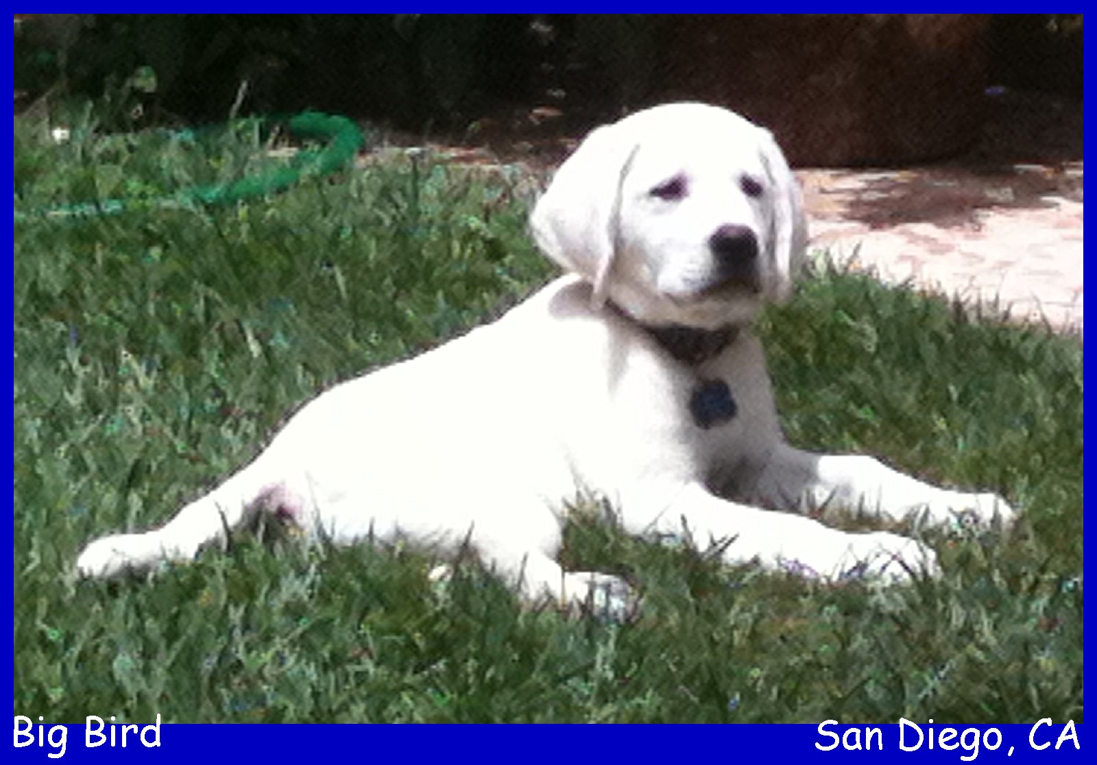white purebred lab puppies for sale in california, white lab puppies, english lab puppies, lab pups, yellow lab pups