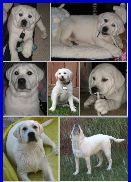 white labrador retriever female, white lab puppy, blonde labrador puppies, yellow lab pups www.LabsToLove.com