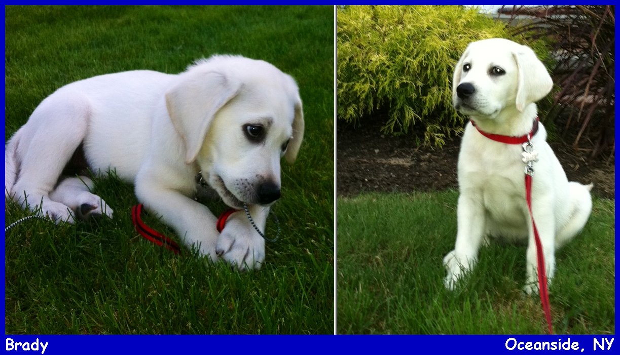 white lab puppies, yellow english lab puppies for sale in new york by Labs To Love