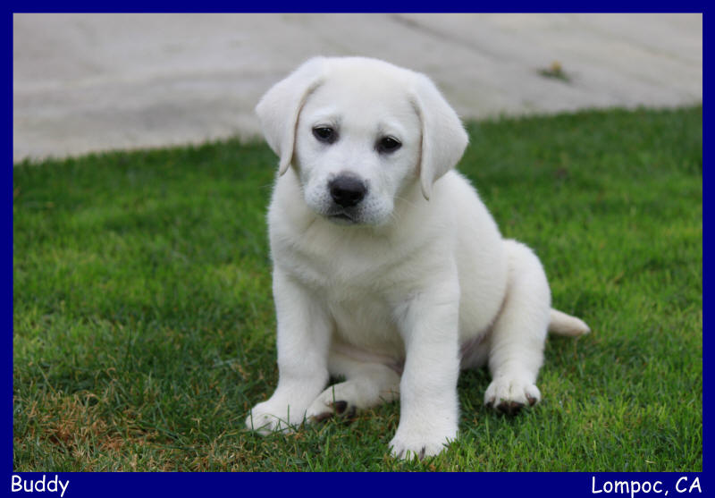 white lab puppies for sale san diego california