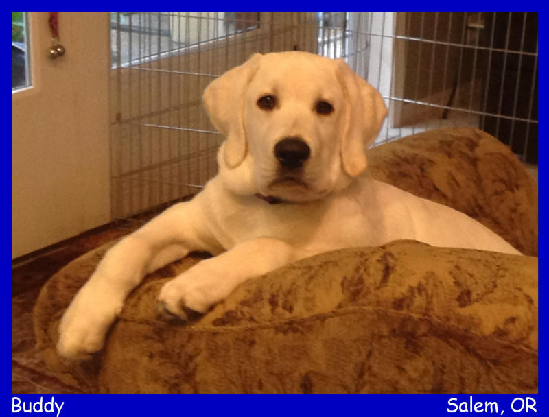 akc english white lab puppies white lab puppies for sale LABS TO LOVE California white lab puppies