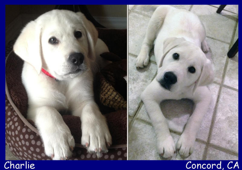 white lab puppies for sale at labs to love 