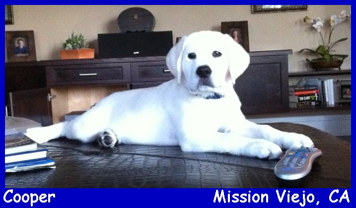 white male lab puppies for sale in white lab puppies for sale LABS TO LOVE California white lab puppies
