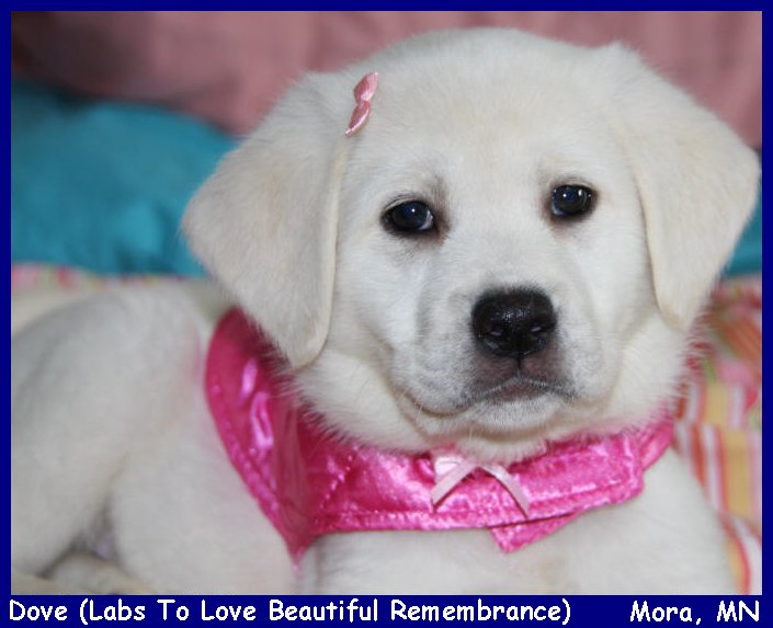 english lab puppies, akc lab pup, white akc lab puppy white lab puppies for sale LABS TO LOVE California white lab puppies