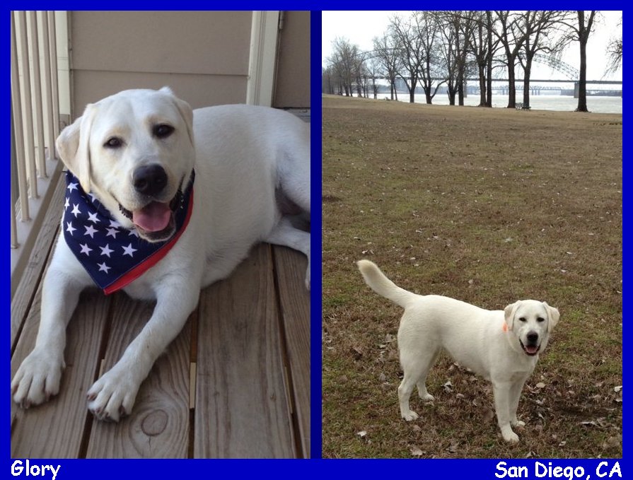 yellow lab puppies for sale in * california 