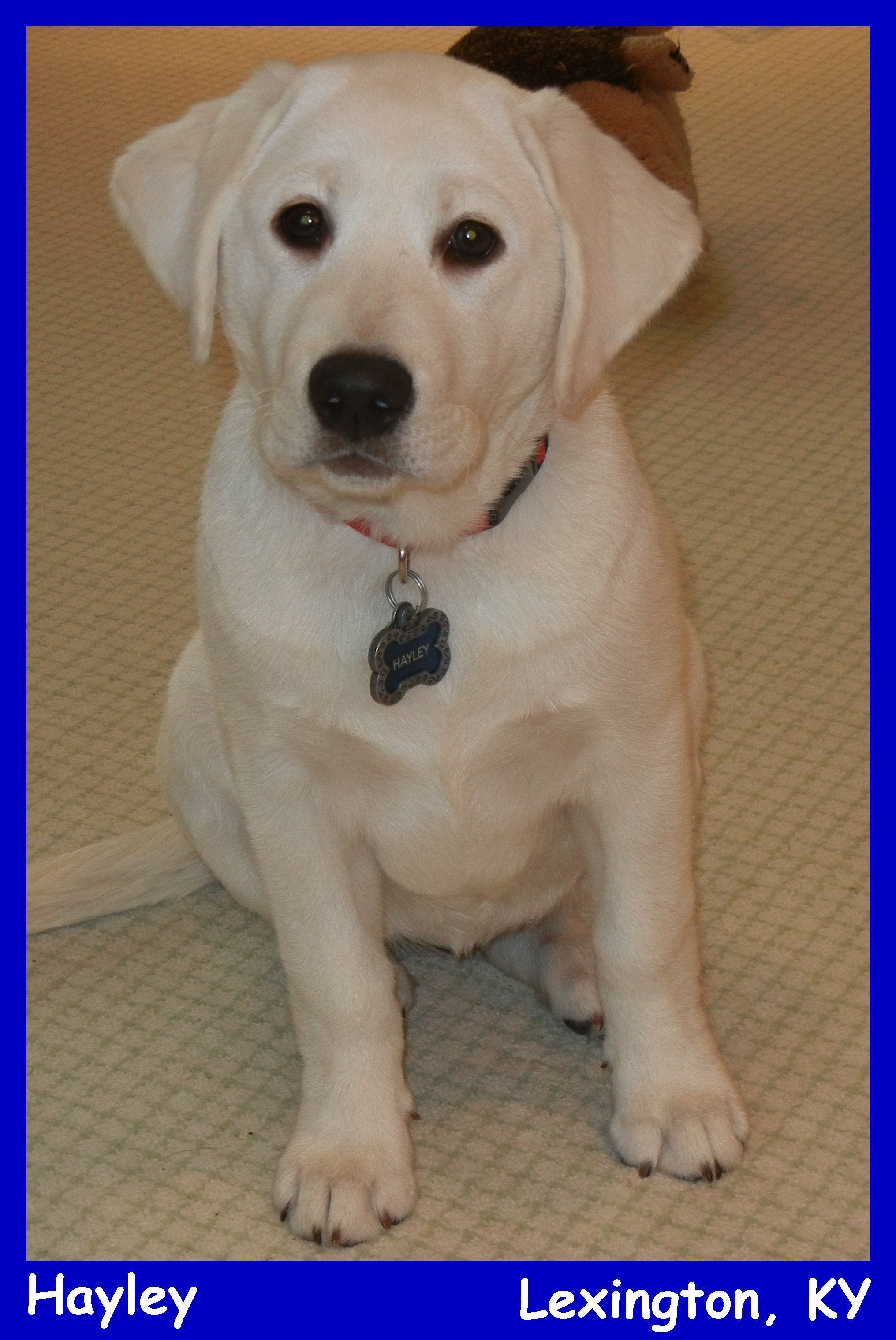 white lab puppies for sale