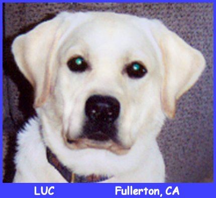 white labrador retriever female, white lab puppy, blonde labrador puppies, yellow lab pups www.LabsToLove.com