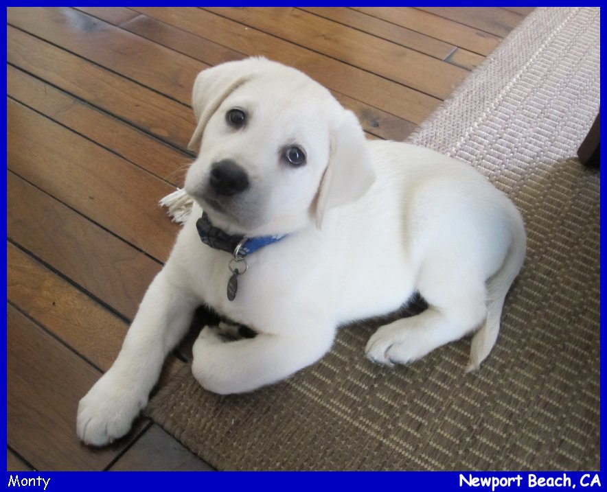 english yellow lab puppies for sale near me