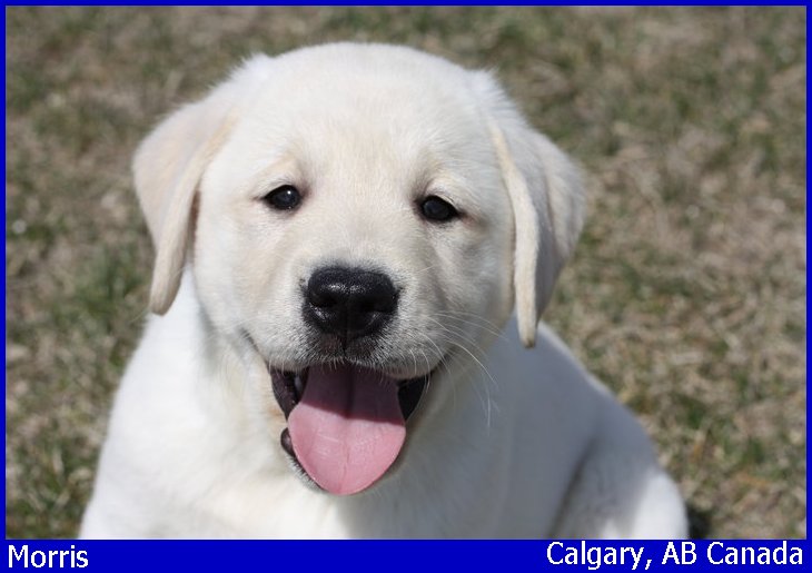 English Lab Breeder, English lab puppies, white labrador retriever female, white lab puppy, blonde labrador puppies, yellow lab pups