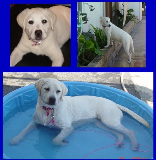 English Lab Breeder, English lab puppies, white labrador retriever female, white lab puppy, blonde labrador puppies, yellow lab pups