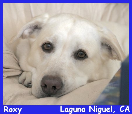 english labrador puppy breeder, english lab puppies, yellow english lab pups, white english lab pups