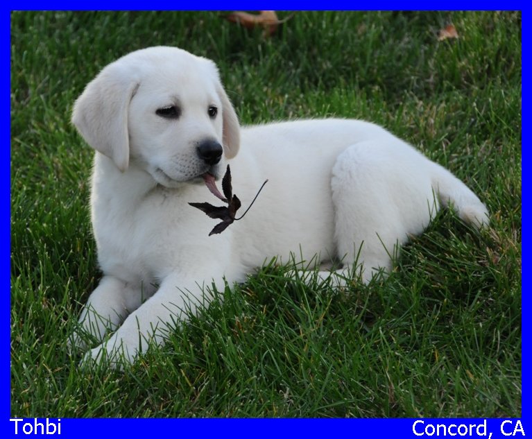 white lab puppies for sale in San Francisco California