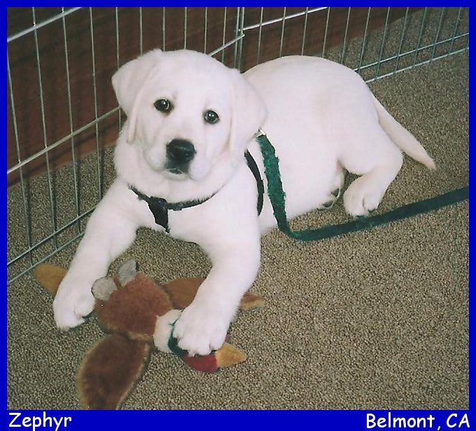 english labrador puppy, english lab pup breeders in california, san diego lab puppy breeder