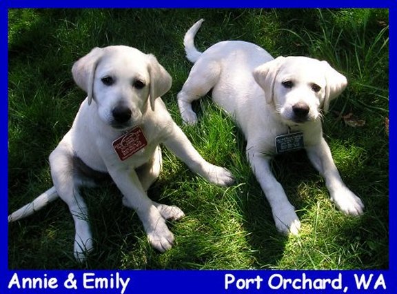 white labrador retriever female, white lab puppy, blonde labrador puppies, yellow lab pups