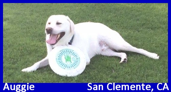 white lab puppy for sale labs to love California