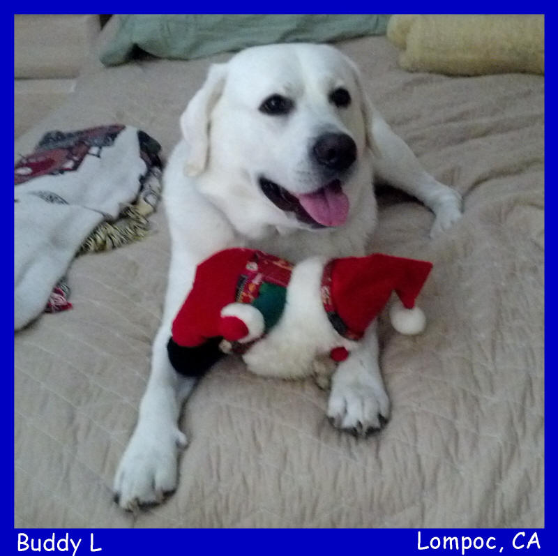 akc english white labrador puppy for sale in california