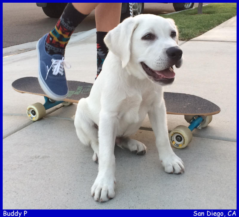 white lab puppies for sale LABS TO LOVE California white lab puppies