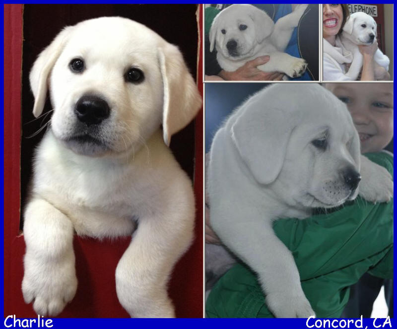 white lab puppies for sale LABS TO LOVE California white lab puppies