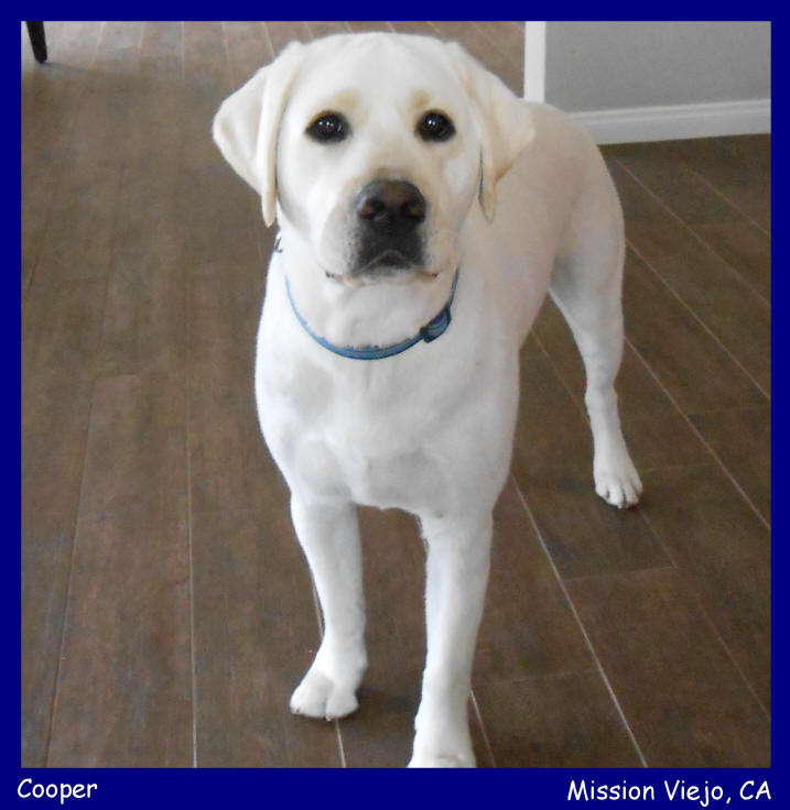 yellow lab pups for sale white lab puppies for sale LABS TO LOVE California white lab puppies