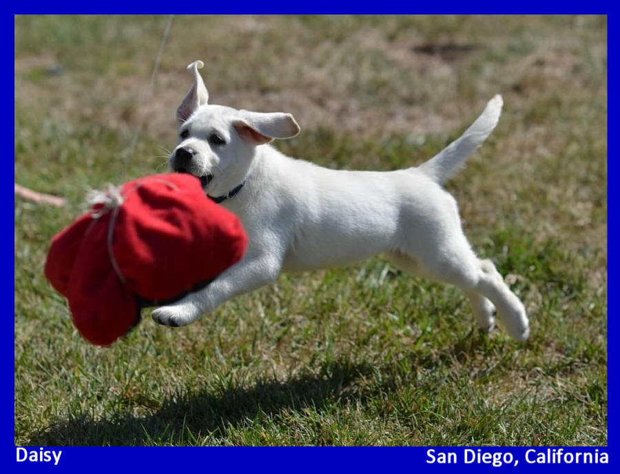 white labrador puppy for sale Labs to Love white lab puppies for sale LABS TO LOVE California white lab puppies