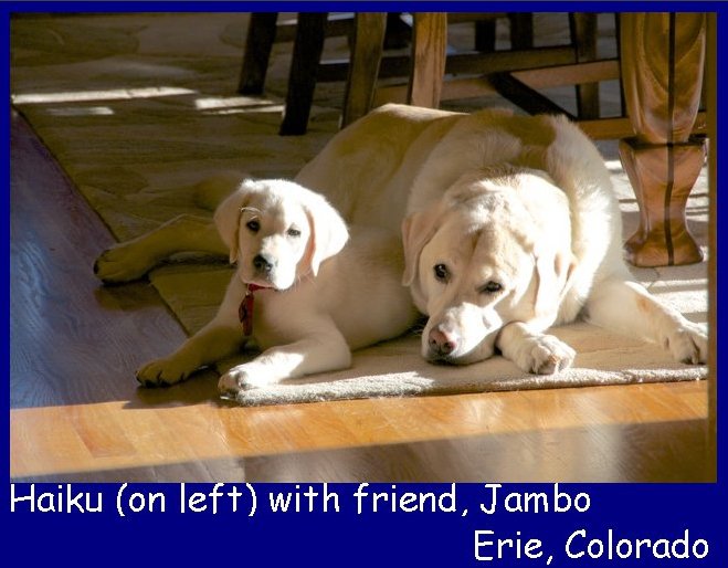 white lab puppies for sale in * california