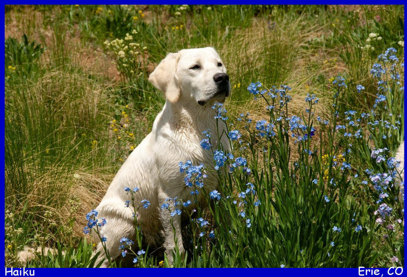 white lab puppies for sale in colorado 