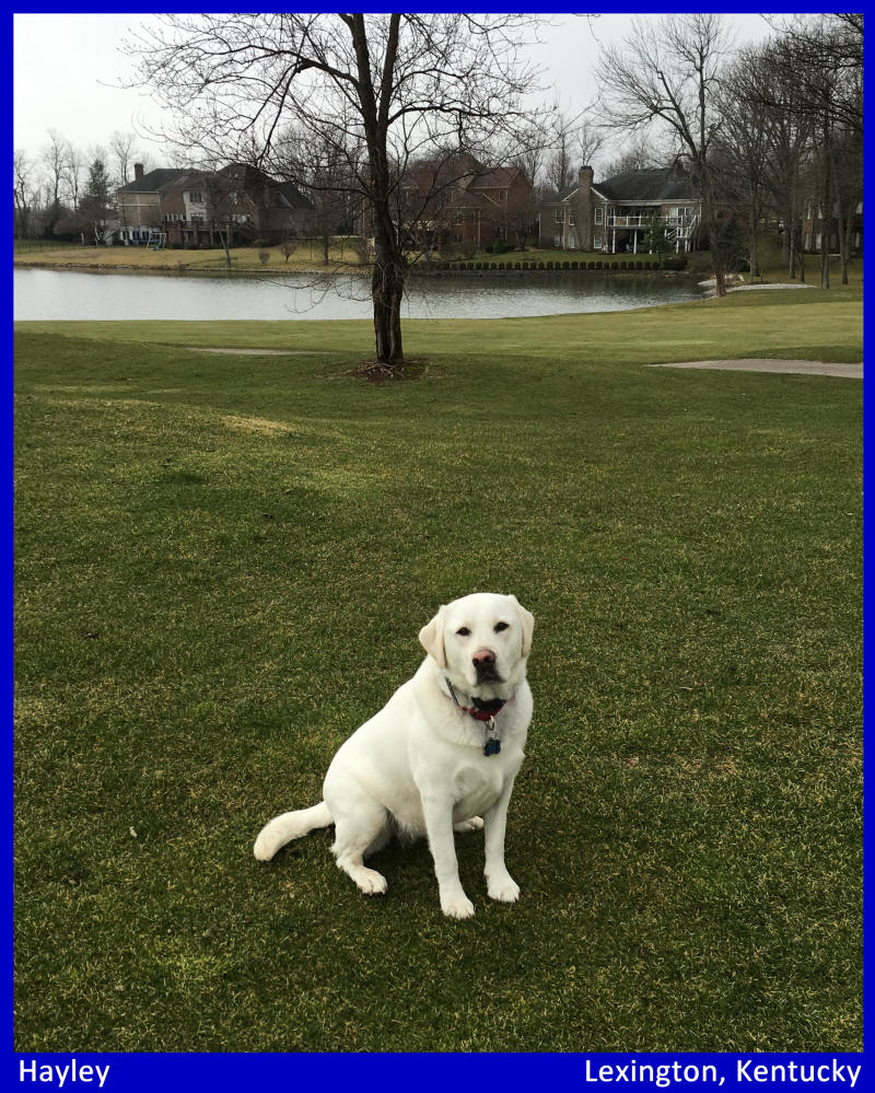white lab puppies by Labs To Love for sale in Kentucky Florida 