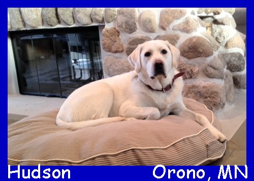white lab puppies for sale in california