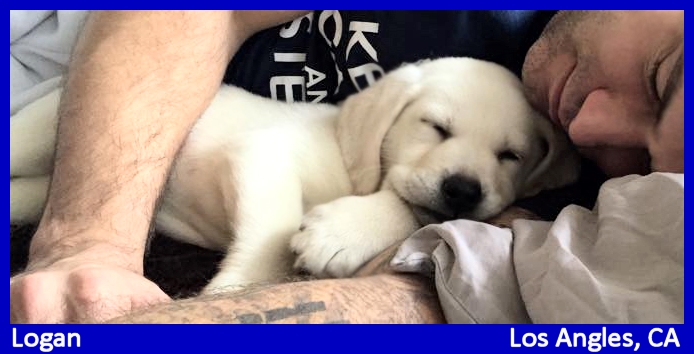 white lab pups for sale los angeles california by LabsToLove.com 