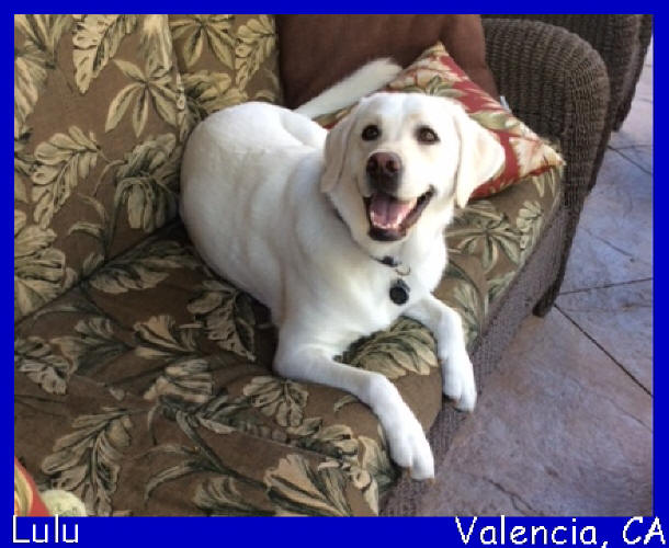white lab puppies for sale in california Labs To Love White Lab PUppies
