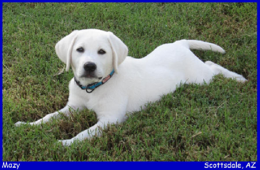 white lab puppies for sale labs to love.com 