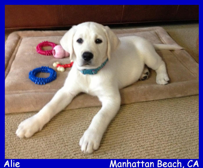 white english lab puppies for sale Labs to Love 