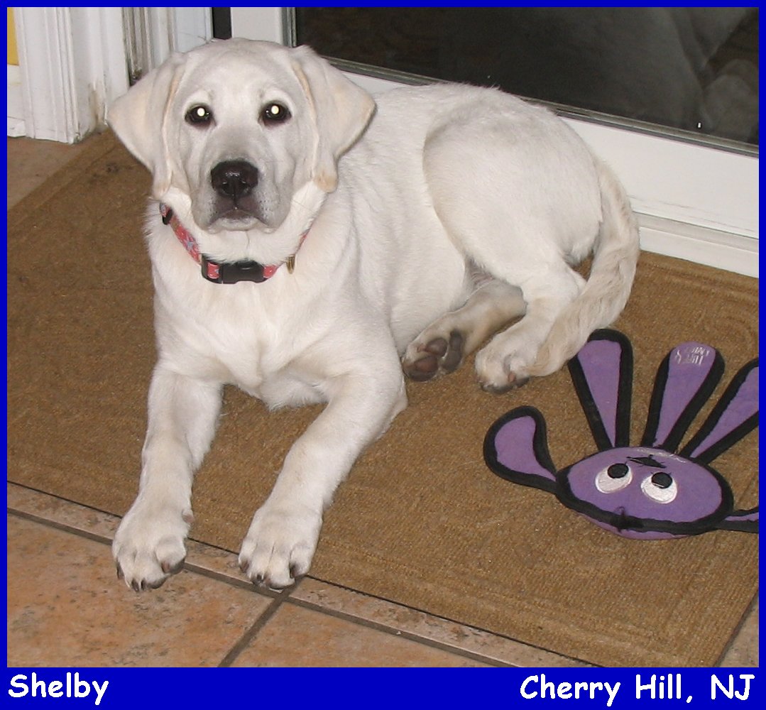 white lab puppies for sale in New Jersey at LabsToLove