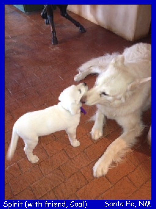 white lab pups for sale in california
