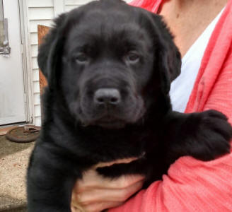 black lab puppy available now mendon ohio 