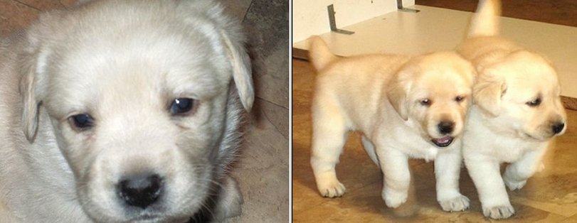 Yellow Labrador Retriever Pups, Yellow Lab Pups, Female Lab Pup, Male Lab Puppy