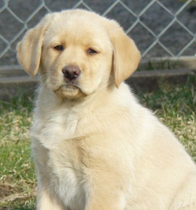 yellow lab pups, yellow male labrador puppies, yellow female labrador pups, blonde lab pup