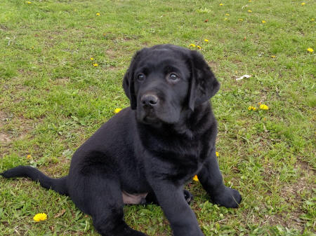 black lab puppy available male 