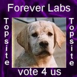 yellow lab pups, male labrador puppy, female lab puppies