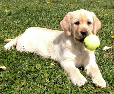 yellow lab puppy available ohio 