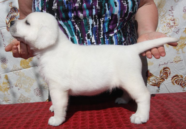 akc english white lab puppies for sale 