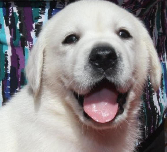 akc lab puppies for sale in california