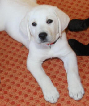 white english lab puppy, white female lab pup, white male lab pups, puppies pups, puppees