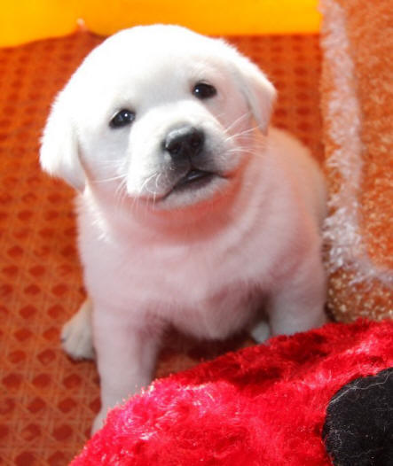 white lab puppies, yellow labrador puppy, lab pups, yellow lab puppy for sale in 