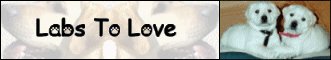 Labs To Love, LabsToLove.com, White labrador retriever puppies